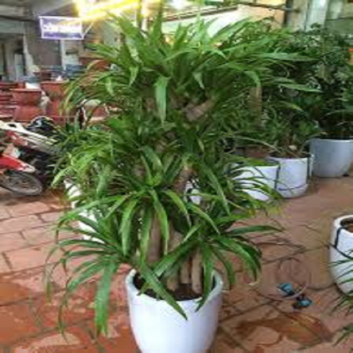 CÂY PHÁT TÀI NÚI - CÂY PHONG THỦY MANG LẠI THỊNH VƯỢNG, TÀI LỘC, CÔNG DANH , KHÔNG GIAN ĐẸP CHO GIA CHỦ