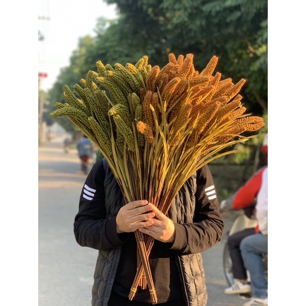 Hoa giả - Hoa lúa mạch