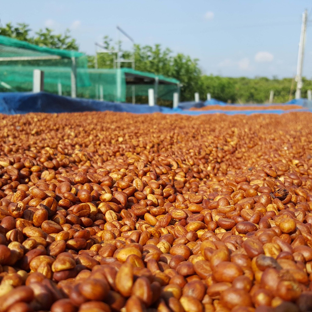 2 gói 500gr (1kg) Cà phê robusta rang xay, cà phê nguyên chất - 1000gr - Duta's Coffee - duta1000g | BigBuy360 - bigbuy360.vn