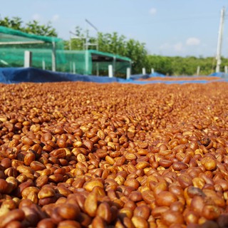 Cà phê robusta rang xay, cà phê nguyên chất - 500g - Duta's Coffee
