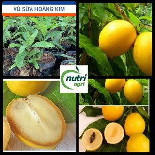 Cây vú sữa Hoàng Kim Cao 30cm Trồng Chậu