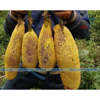 Mật Ong Rừng Tự Nhiên(100% Mật ong khoái- Mật ong ruồi)