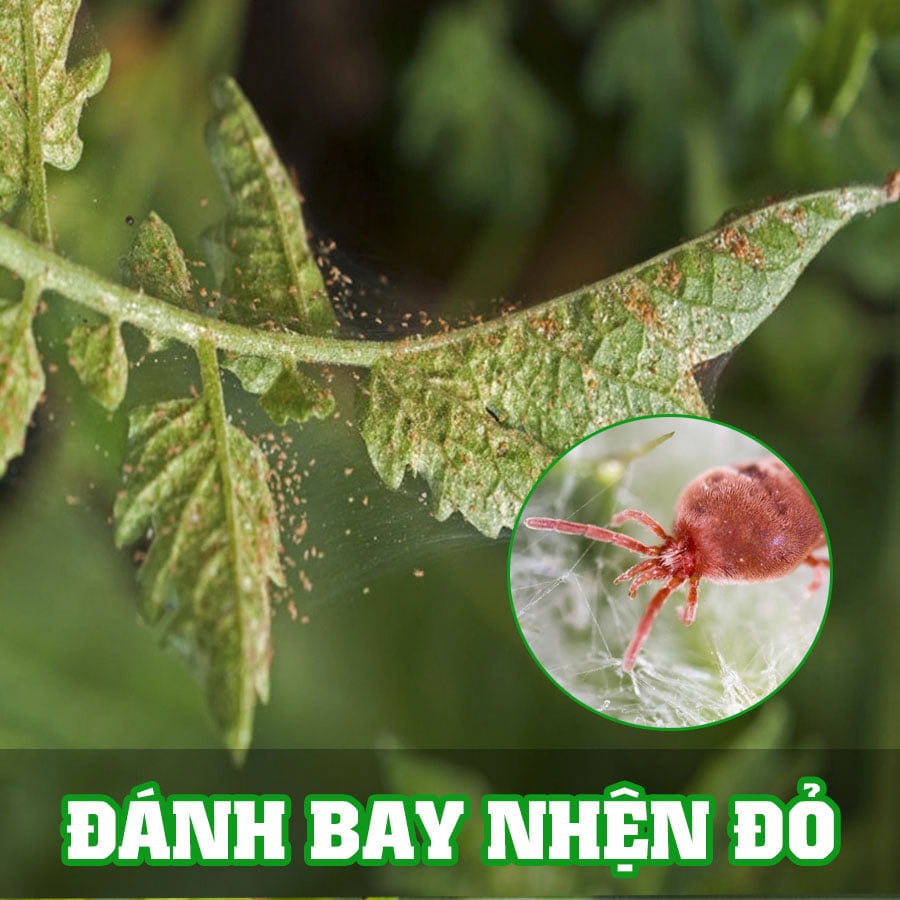 Vitanmin Buviplant cho cây cảnh _HÀNG CHÍNH HÃNG BUVIPLANT HUNGARY - HSD MỚI NHẤT
