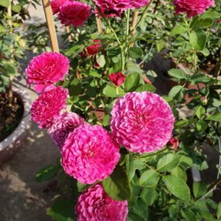 Hoa hồng ngoại Ramukan( tặng kèm phân bón)