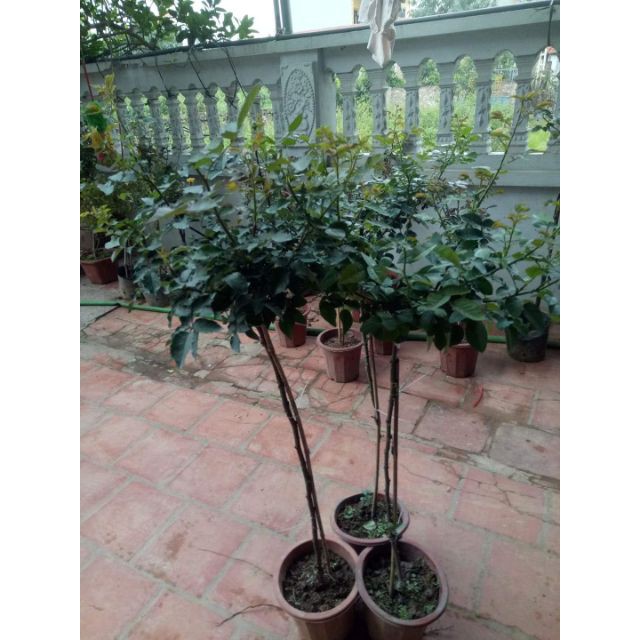 Cây hoa hồng thân gỗ chọn màu