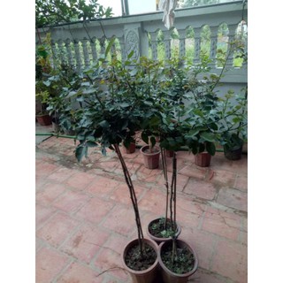 Cây hoa hồng thân gỗ chọn màu