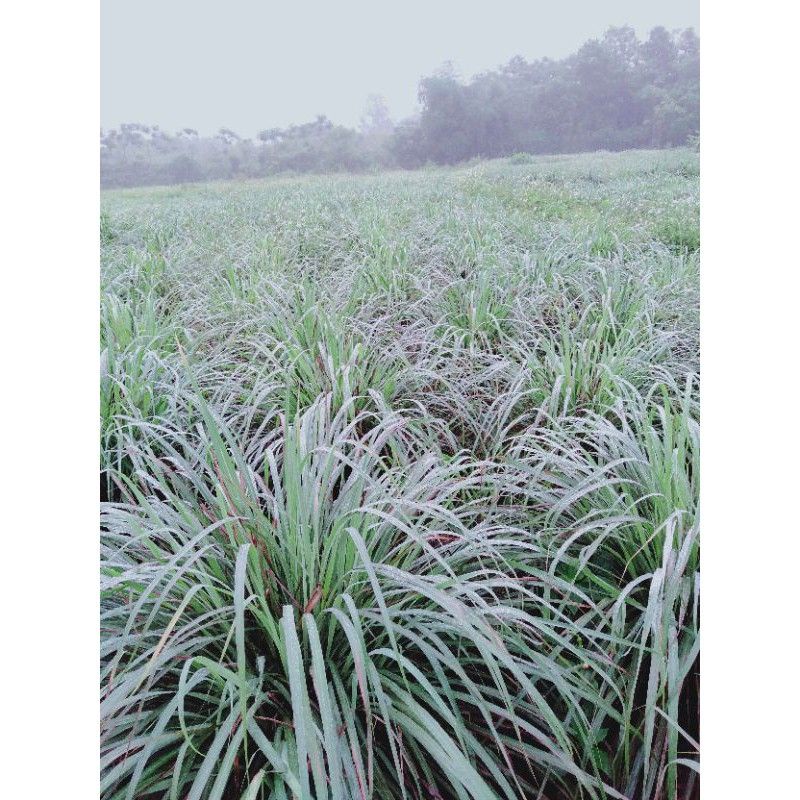 XẢ TƯƠI. ..5k/kg