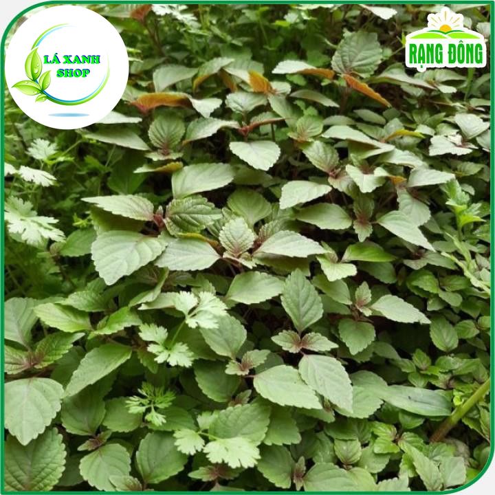 Hạt giống Tía Tô Dễ Chăm Sóc, Trồng Quanh Năm (gói 2,5 gram) - Hạt giống Rạng Đông