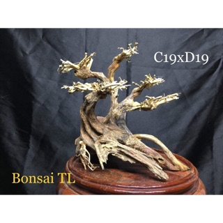 Bonsai thuỷ sinh C19xD19