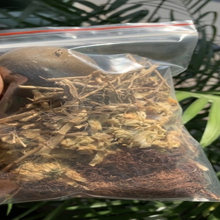 SÂM BÔNG CÚC GIẢI NHIỆT GÓI NẤU ĐƯỢC 3-5 LÍT NƯỚC