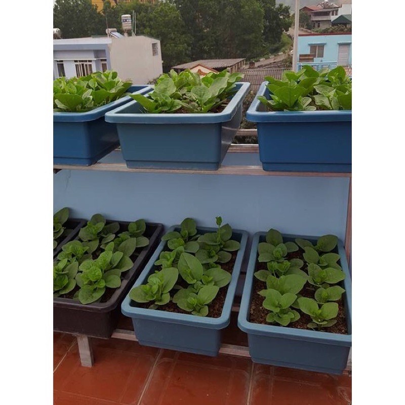 5 chậu trồng rau có lót đáy