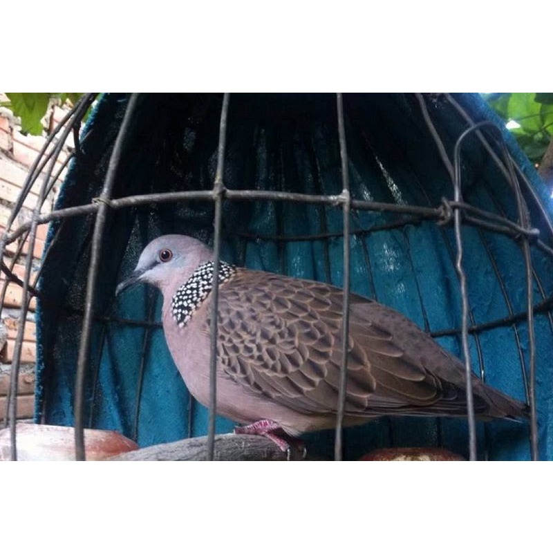 300g Cám Cu gáy giàu dinh dưỡng, Vỗ béo & Kích lửa