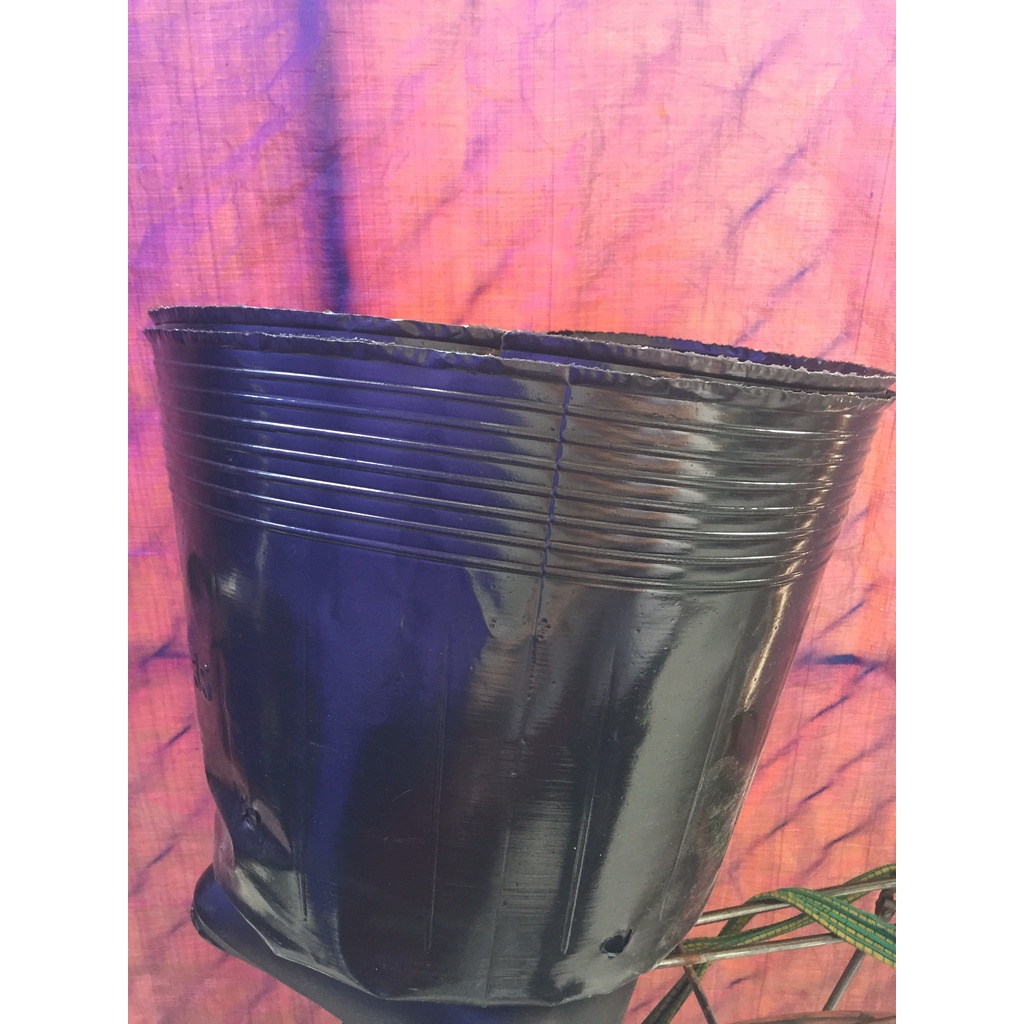 Chậu dẻo trồng cây mã 45*35, chậu dày hàng loại 1 bít lỗ và có lỗ c10,c11,c12,c13