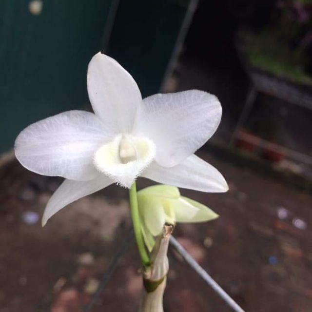 Trầm trắng bảng