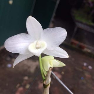 Trầm trắng bảng