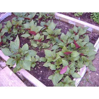 Hạt giống rau tía tô(2g)