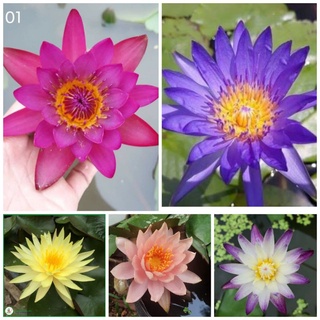 Set 5 cây hoa súng thái đủ màu ( đỏ, tím, vàng, cà rốt, trắng...) tặng 1 cây