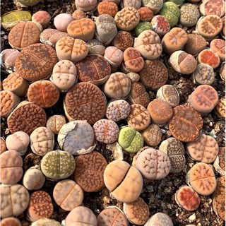 [HOT] SEN LITHOPS SIZE 0,5-3CM (SEN MÔNG; THẠCH LAN) / SEN ĐÁ SIÊU DỄ TRỒNG, NHANH LỚN