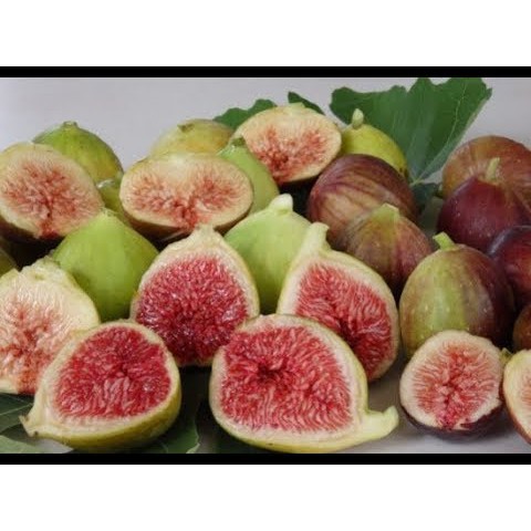 10 hạt giống sung Mỹ