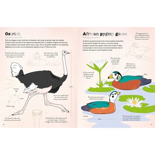 A World Of Birds