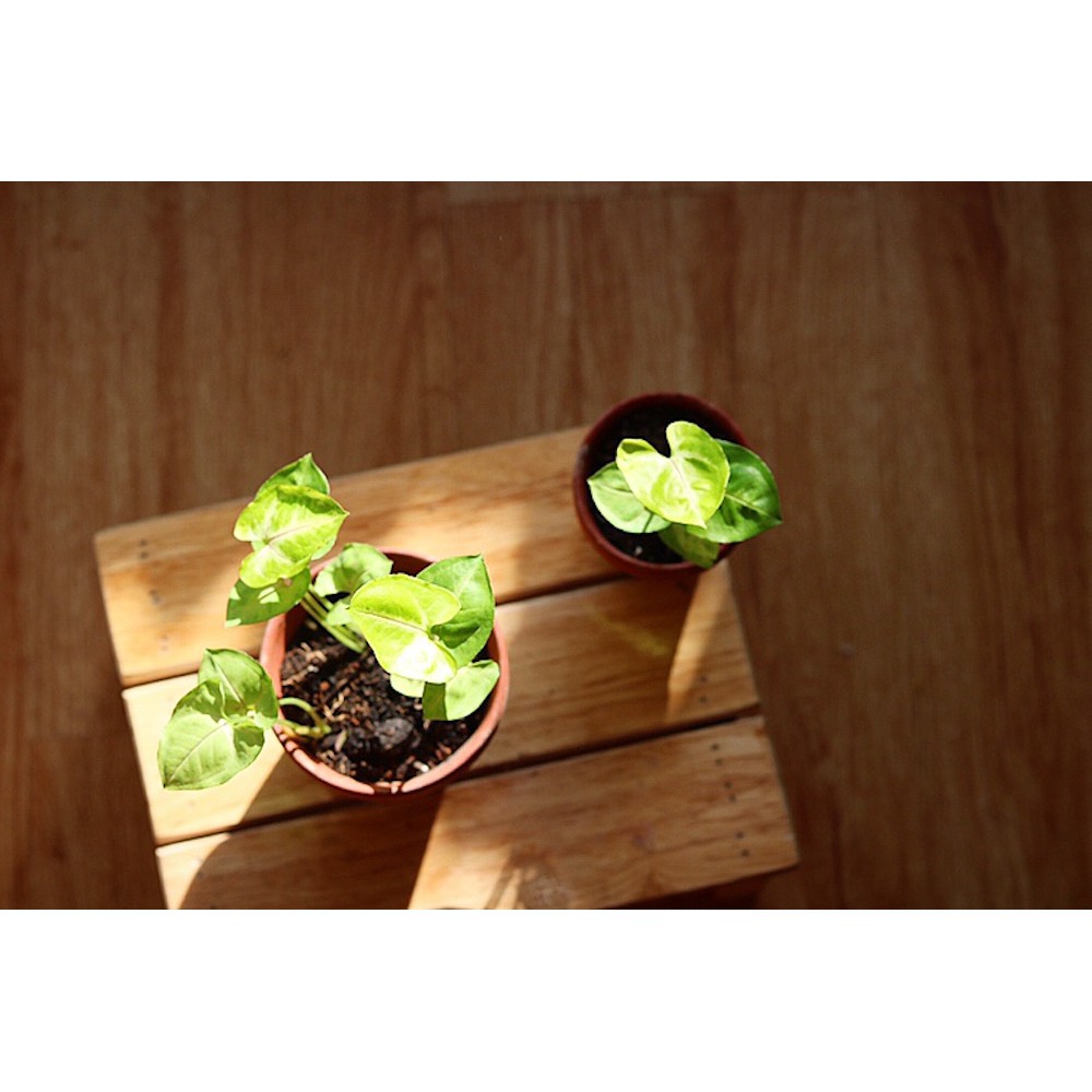 Chậu cây Syngonium Golden Illusion - Môn 'Golden Illusion'