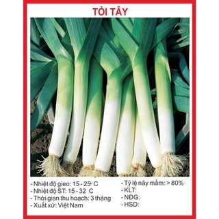 Hạt giống Tỏi tây 1gr hạt giống bốn mùa