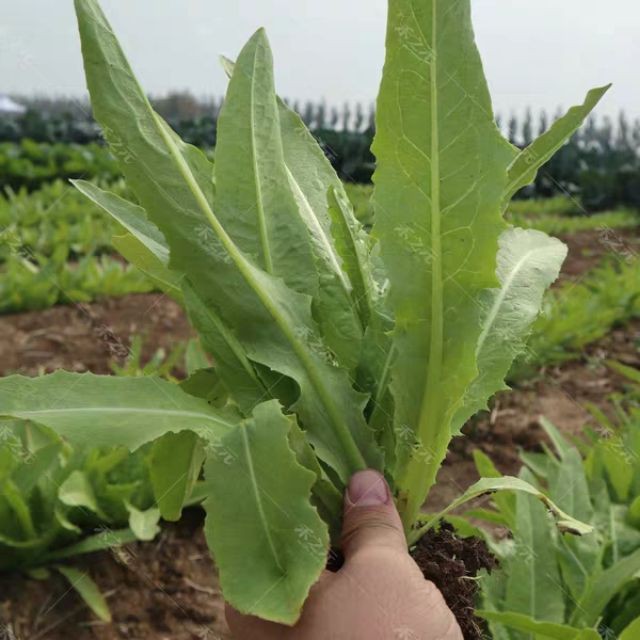 [Seeds] Hạt giống xà lách lá nhọn (Rau diếp thơm) Rado, đóng gói 10gr