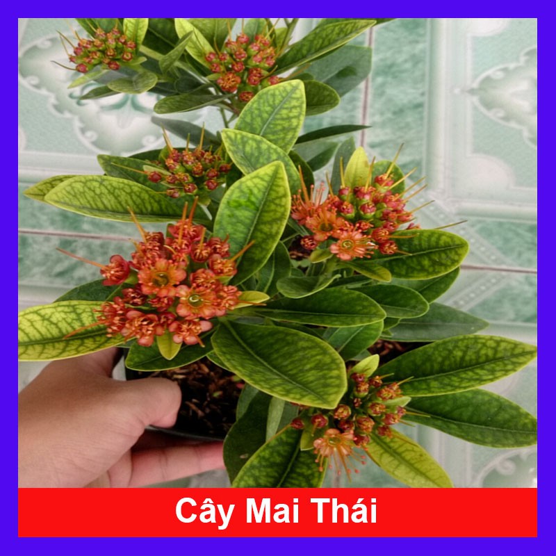 Cây Mai Thái - Cây cảnh sân vườn + tặng phân bón cho cây