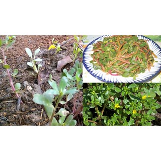 [GIÁ GỐC] Hạt giống cây sâm đất (rau sam) - 0.5 gram