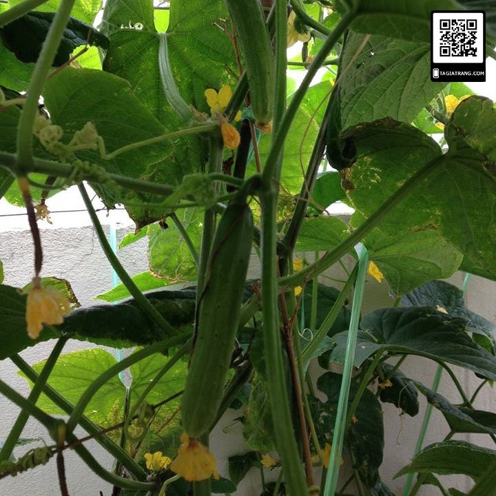 [Bán sỉ] - Hạt giống dưa chuột nếp thơm - Gói 2g