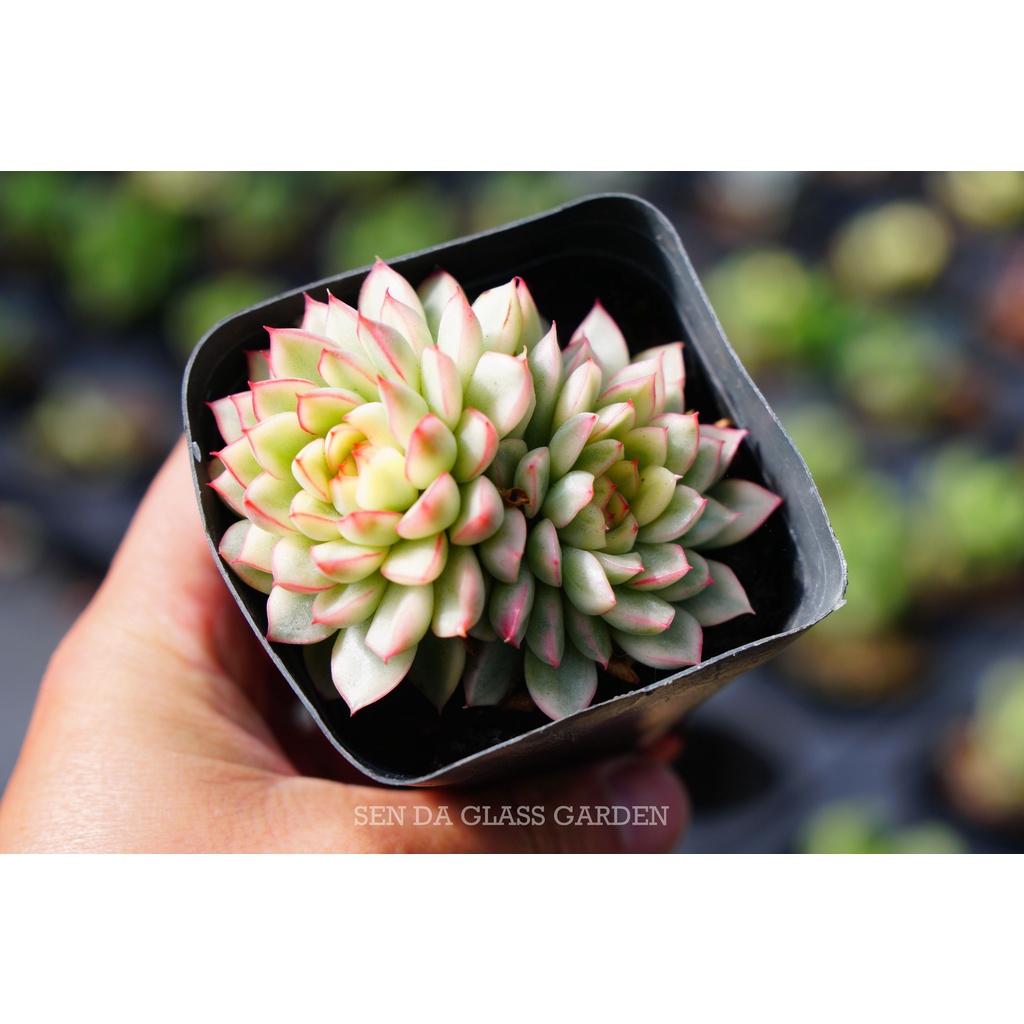Sen Đá Viền Hồng mini đột biến 2-3 đầu GLASS GARDEN, Sen Đá Var, Hàng Chuẩn Đà Lạt, Lỗi 1 đổi 1