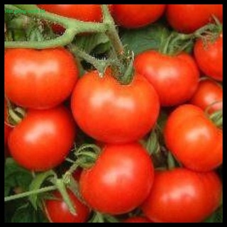 Hạt giống Cà chua lai F1 đóng gói 50 hạt thuộc loại rau củ quả trồng ban công sân thượng