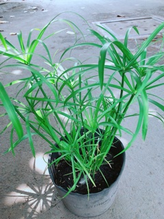 Cây Trúc Thuỷ