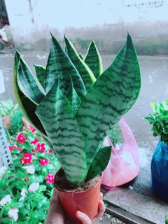 Lưỡi Hổ Cao