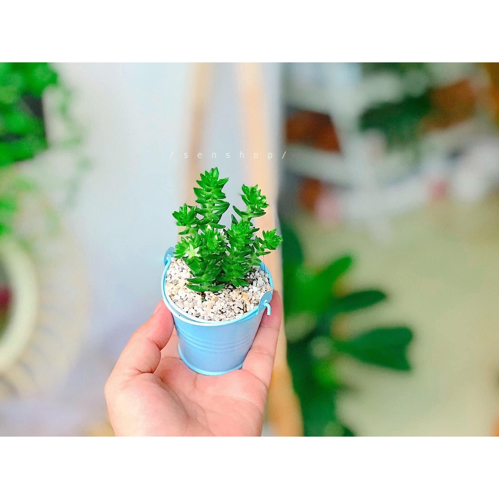 Xô mini trồng cây, decor .