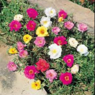 Mẫu : hạt giống hoa mười giờ đủ màu