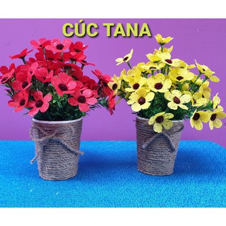 2 bộ nguyên liệu hoa để bàn cúc tana