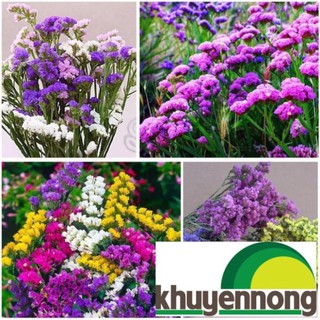 50 hạt giống hoa salem nhiều màu