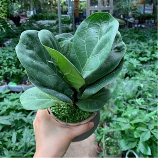 Cây Bàng Sing để bàn (Bàng mini, Bàng singapore, bàng singapo)  tặng cỏ gốc cây