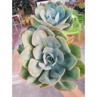 Echeveria Blue Sky cổ thụ