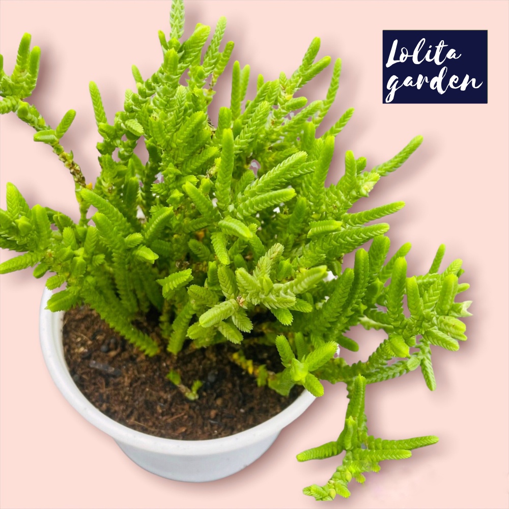 Cỏ trúc xanh Đà Lạt size trung bình cây cảnh trang trí nhà cửa Lolita garden