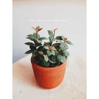 Cây Bình An - Peperomia pluteolata