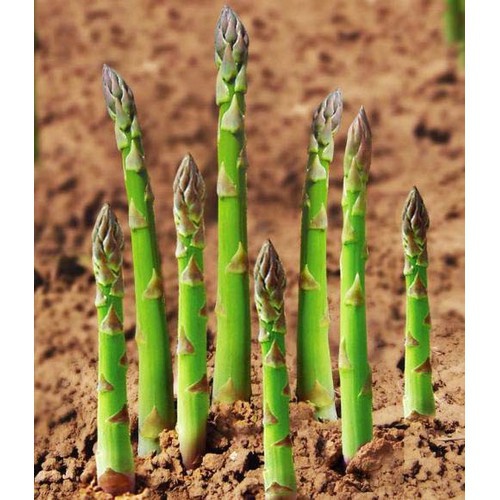 Hạt Giống Măng Tây Xanh Grande USA gói 10g~440hat