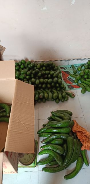 10kg bơ 034 Lâm Đồng loại to