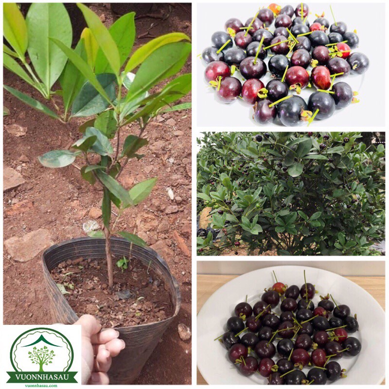 Cây Cherry Brazil - Cherry Nam Mỹ cây cao khoảng 40 - 50cm