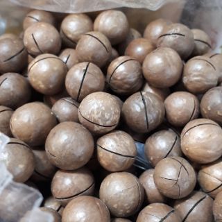 Hạt Macadamia