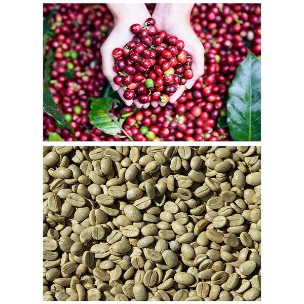 ☕ Cà Phê Nhân Sống ROBUSTA - Chưa Rang - Nguyên Liệu Sạch ( 1KG )