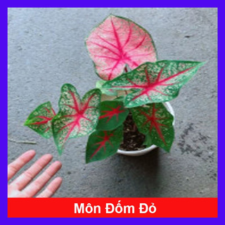Caykiengsadec - Cây môn đốm đỏ - Cây cảnh để bàn