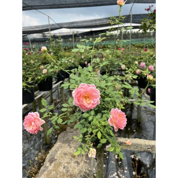 Hoa hồng bụi julibee celebration rose