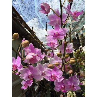 Lan hồ điệp rừng trăm hoa